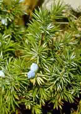 Juniperus hemisphaerica.jpg (10811 byte)