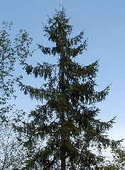 abies.JPG (44958 byte)